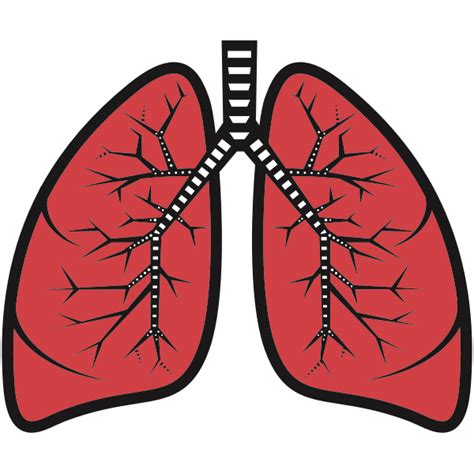 Lungs
